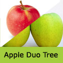 Bare root apple duo tree Golden Delicious and Jonagold